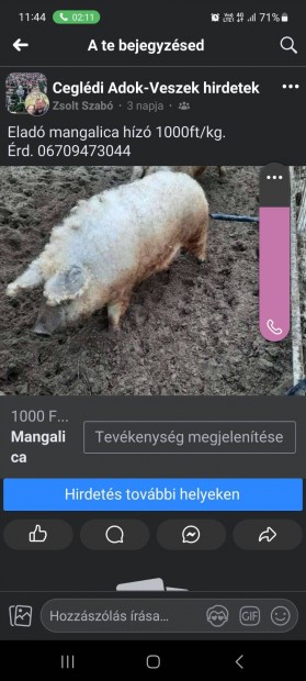 Mangalica hz