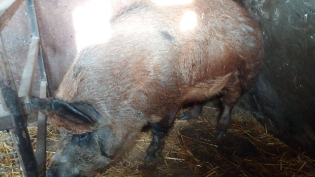 Mangalica hiz