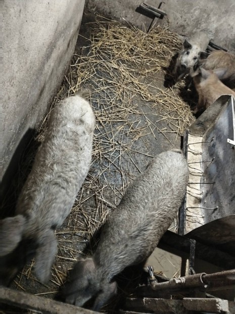 Mangalica hz