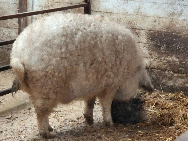 Mangalica hz