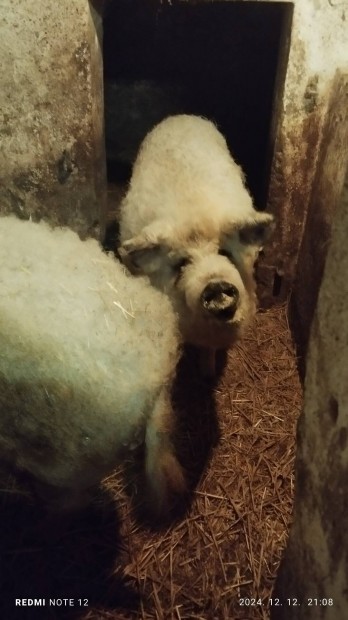 Mangalica hz 