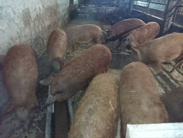 Mangalica hizo 