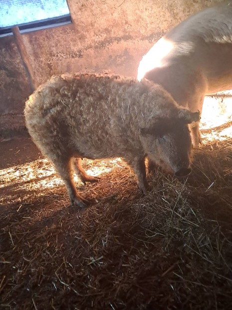 Mangalica hz!