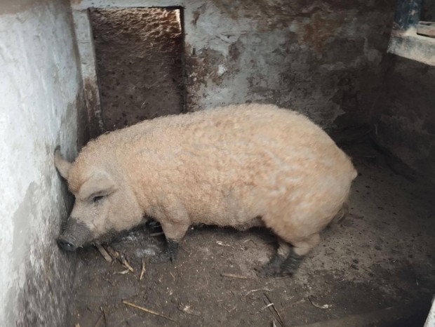 Mangalica hz ,serts- diszn elad