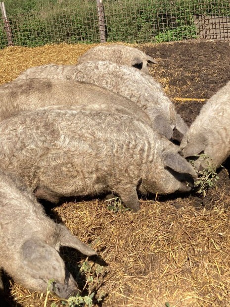 Mangalica hz akci