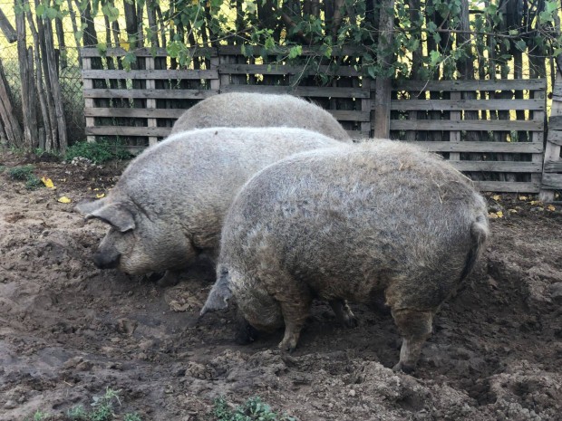 Mangalica hz ea. tlre foglalhatk! Sifok