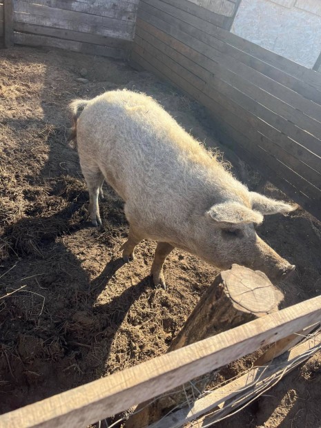 Mangalica hz elad