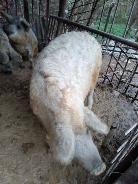 Mangalica hz elad