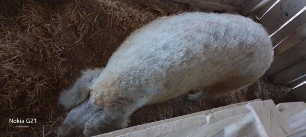 Mangalica hz elad