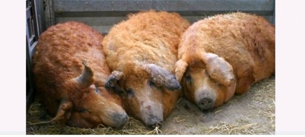 Mangalica hz elad