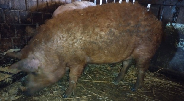 Mangalica hz elad