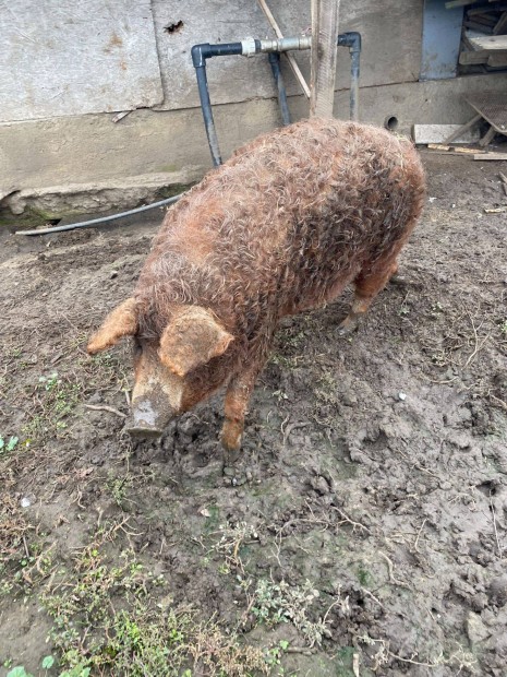 Mangalica hz elad Debrecenben