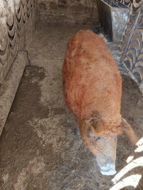 Mangalica hz elad Fldesen. 