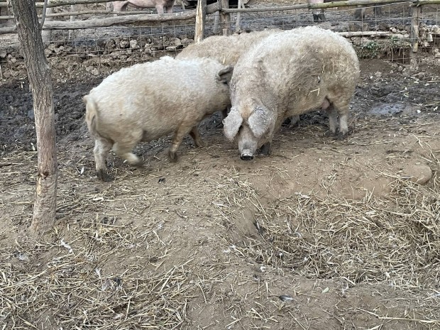 Mangalica hz elad!