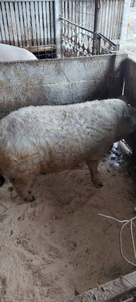 Mangalica hz elad!