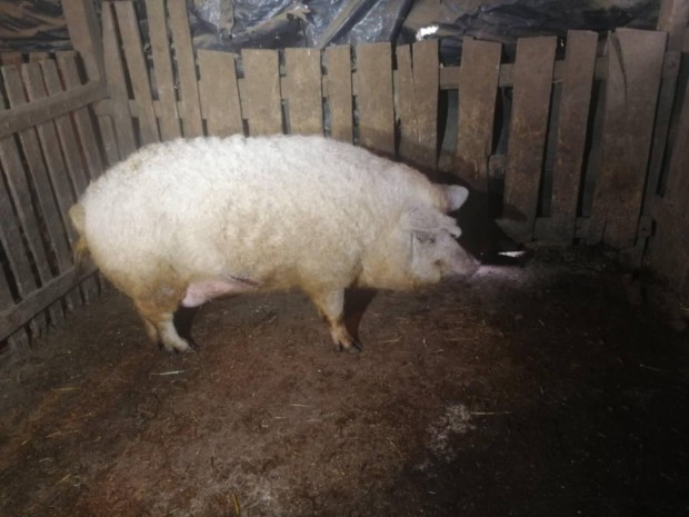 Mangalica hz elad 