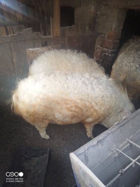 Mangalica hz eladk