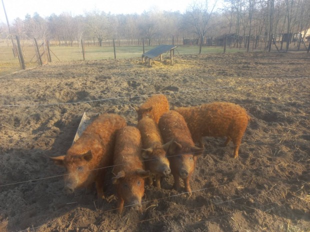 Mangalica hz februrra eljegyezhet