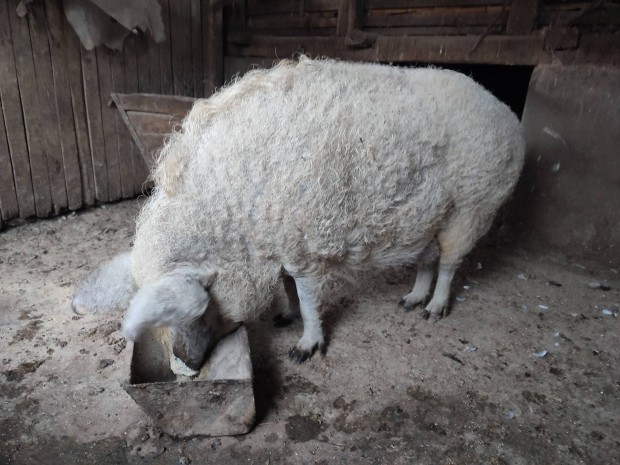 Mangalica hz serts elad 