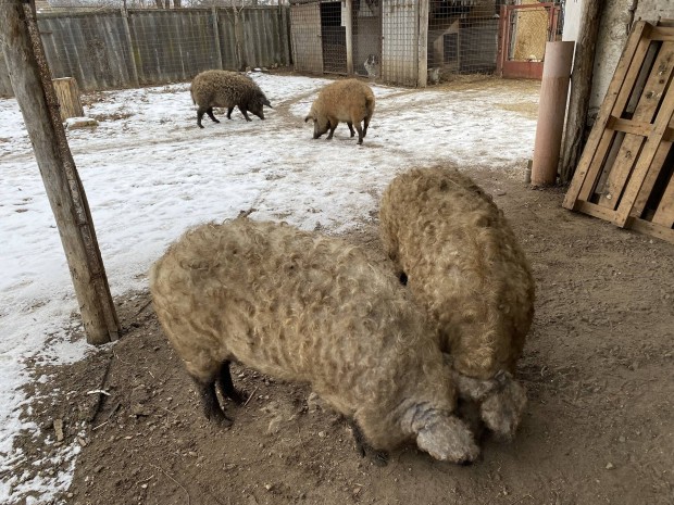 Mangalica hz,tanyasi