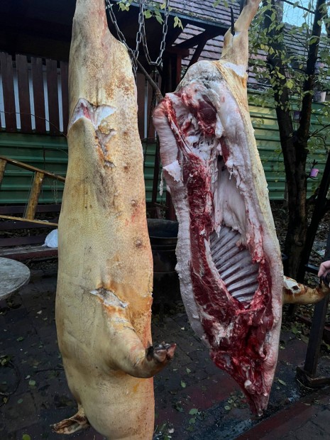 Mangalica hz tanyasi tartsbl ea. hastva, konyhakszen ! Sifok