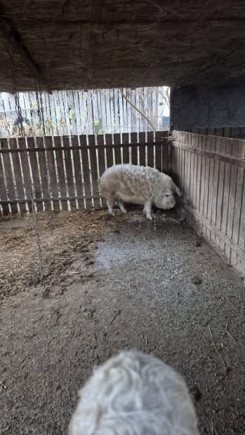 Mangalica hzk