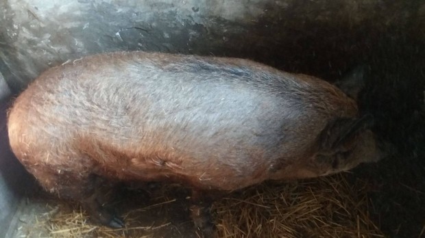 Mangalica hizk