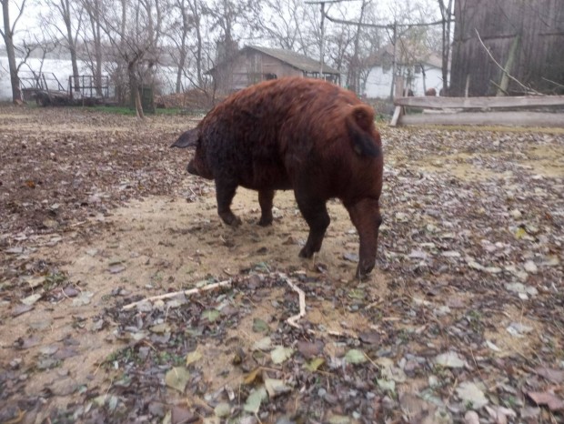 Mangalica hizk