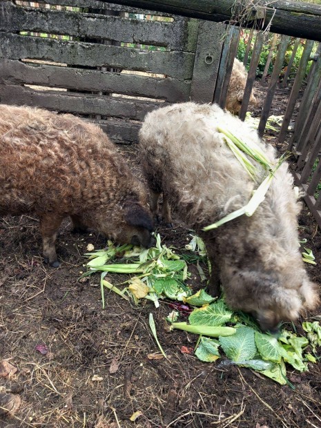 Mangalica hzk