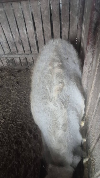 Mangalica hzok