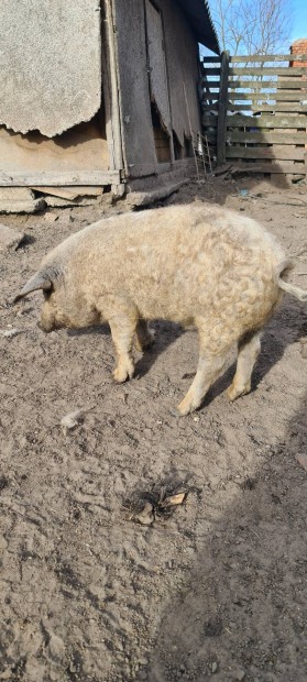 Mangalica hzk