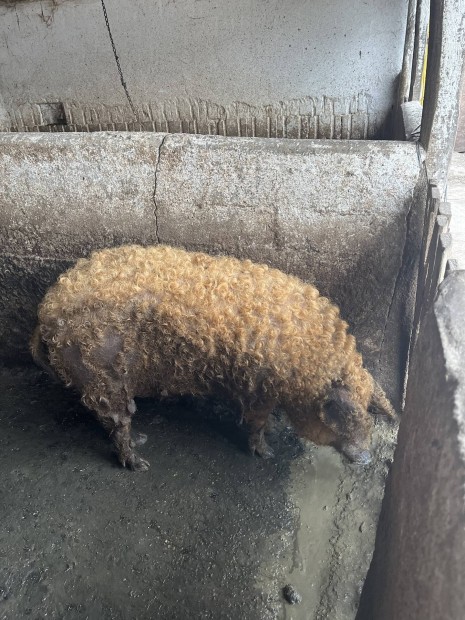Mangalica hzk 