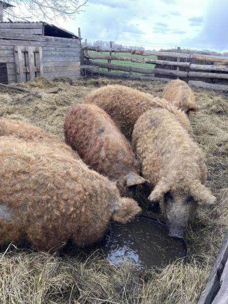 Mangalica hzk eladk 120 - 160 kg 1000 Ft/kg