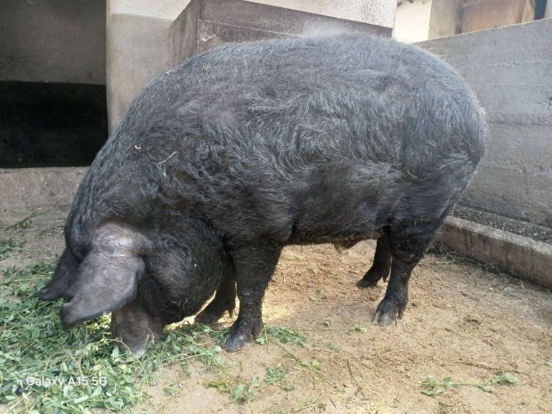 Mangalica hzk eladk