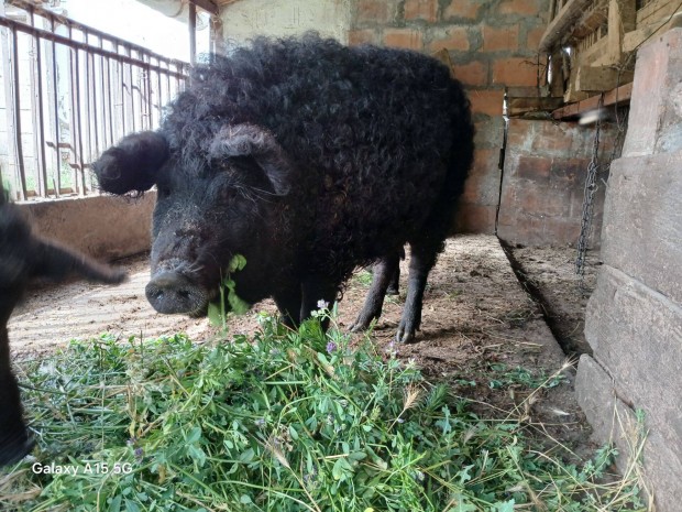 Mangalica hzk eladk