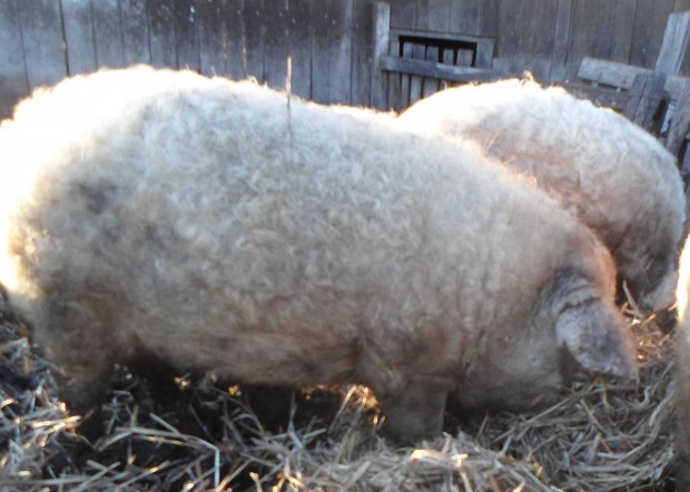 Mangalica hzk eladk