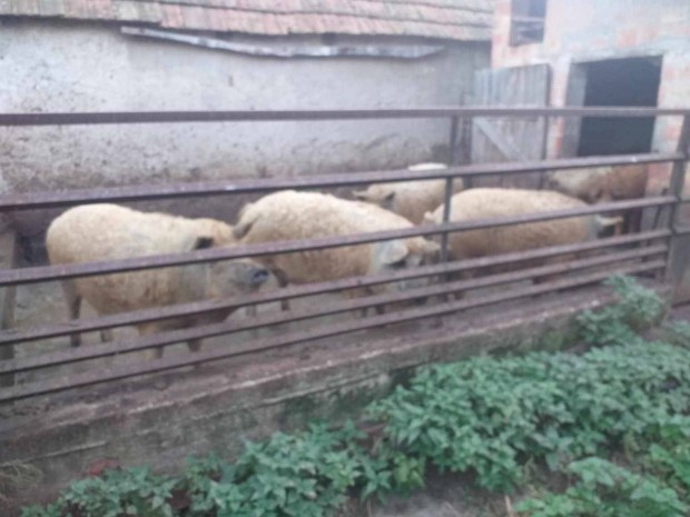 Mangalica hzk eladk