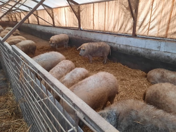 Mangalica hzk eladk!