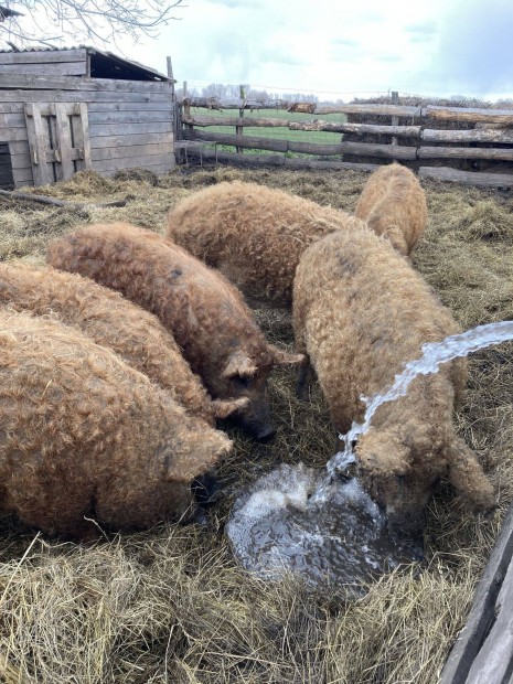 Mangalica hzk eladk!