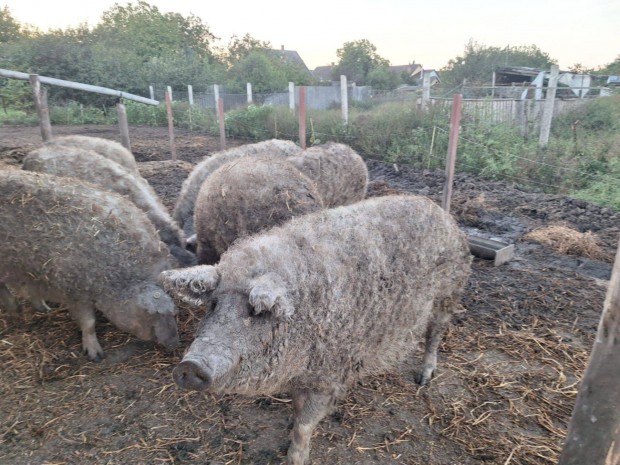 Mangalica hzk eladk hastva is