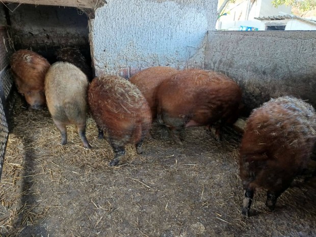 Mangalica hzok kltznnek