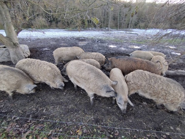 Mangalica hzk szabadtartsbl eladk.