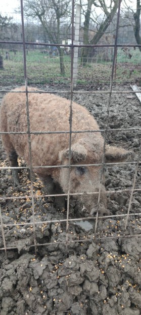 Mangalica ivaros kan