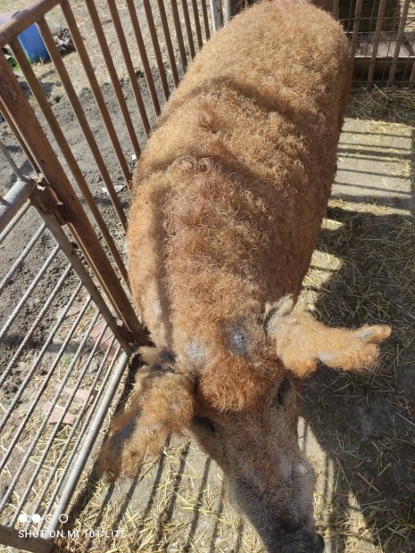 Mangalica kan