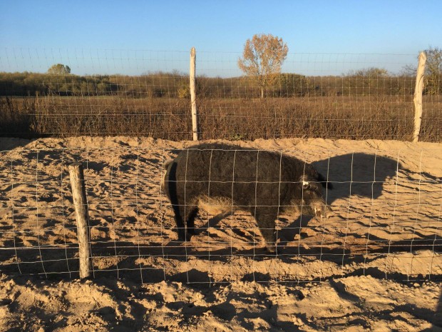 Mangalica kan