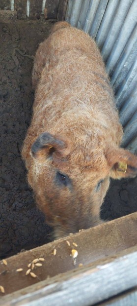 Mangalica kan