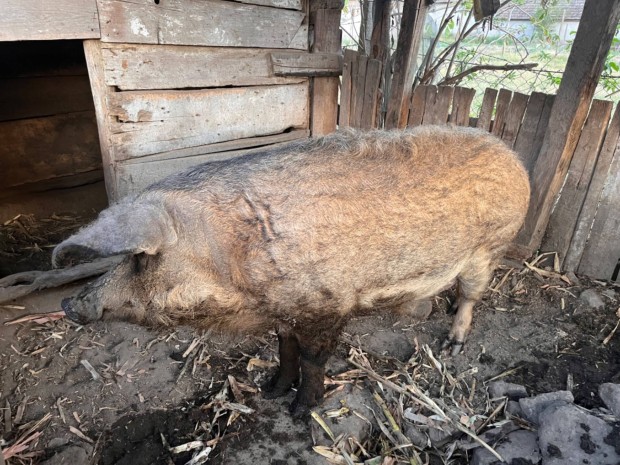 Mangalica kan