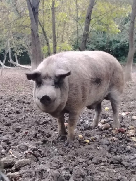 Mangalica kan diszn elad! 