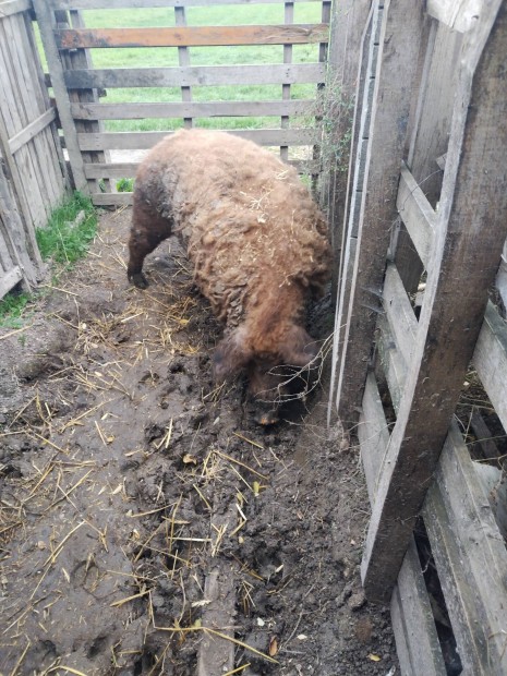 Mangalica kan elad