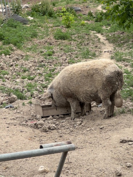 Mangalica kan elad